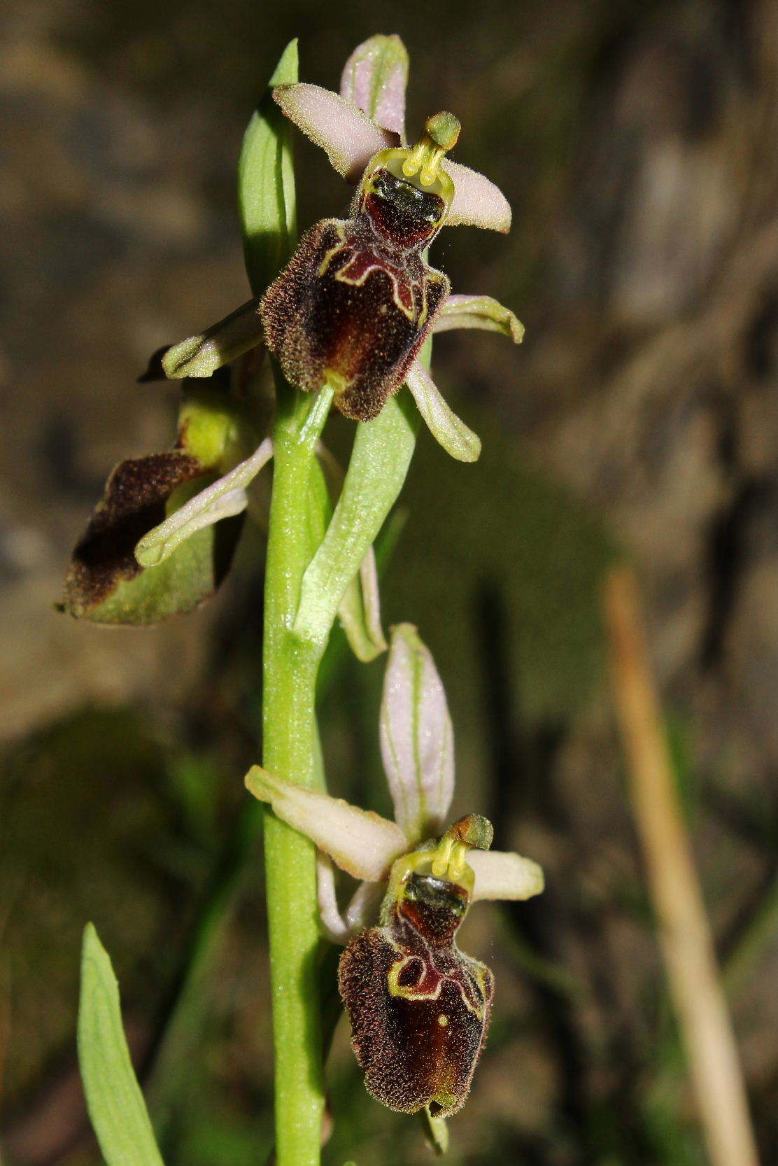 Ophrys exaltata subsp. montis-leonis - variabilit